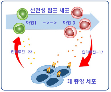 폐 암세포 성장의 새로운 기전 밝혀져