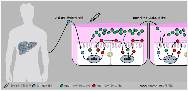 B형 간염바이러스 생애 재현한 세포배양 플랫폼 개발