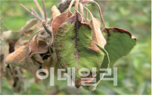 충남 천안서 올해 첫 과수화상병 의심증상 발견.. 18일 확진