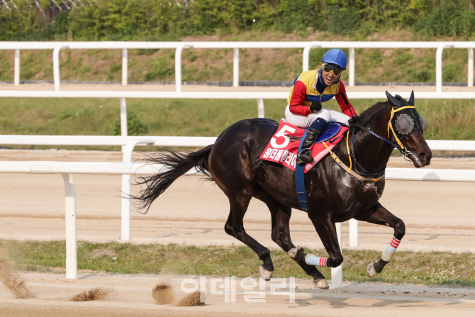 서울 경마 ‘코리안더비’ 우승, 3세 국산마 판도 '주목'