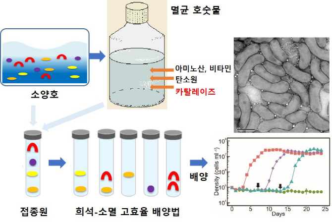 인하대 연구팀, 호수세균 플랑크토필라 세계 최초 배양
