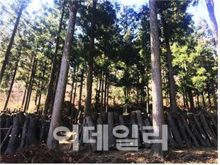 안전한 산림먹거리 ‘청정숲푸드’, 우리 식탁에 선보인다