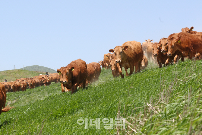 "한우 300마리, 올해 처음 대관령 풀밭으로 나왔소"