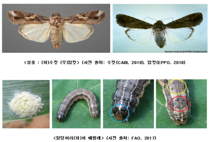 옥수수 등에 치명적 열대거세미나방 中서 확산…국내유입 '비상'