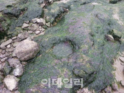 충남 최초이자 유일한 공룡 발자국 화석, 문화재로 지정