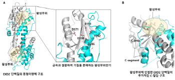 국내 연구진, 금속 보조인자에 따른 유전물질 선택·분해 기작 규명