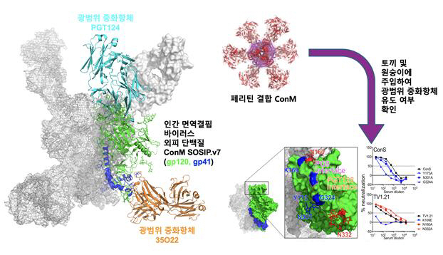 국내 연구진, 에이즈 백신 개발 위한 HIV 단백질 설계