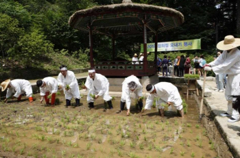 "올해도 풍년" 창덕궁 청의정서 모내기 행사