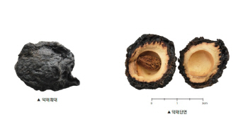 구토유발 ‘참외꼭지’ 염증 개선 ‘수박’