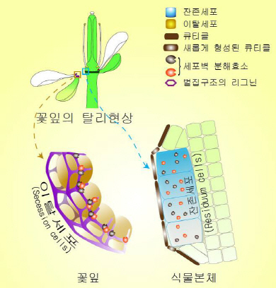 (42)꽃잎 떨어지는 정확한 위치 결정하는 물질이 있다?!