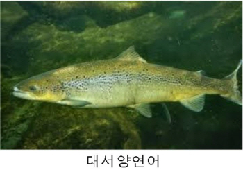위해우려종 대서양연어 사전관리…제2의 배스 사태 막는다