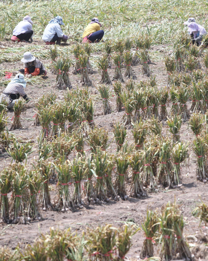 마늘 가격 폭락 조짐에…당정, 3만7000t 산지 시장격리