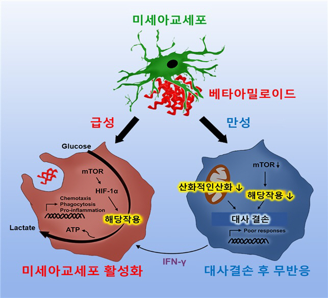 국내 연구진, 뇌 면역세포 기능 회복 통한 알츠하이머 치료 가능성 확인