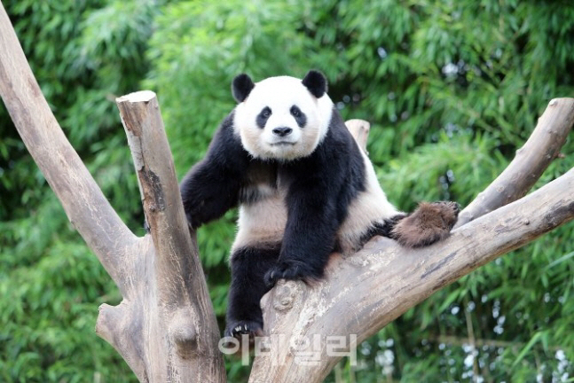 에버랜드 티익스프레스?..빅스비에게 물어보고 타세요