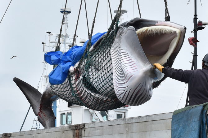 국제사회 비난에도 고래잡이 나선 日…"멸종위기 아냐" Vs "국제법 위반"