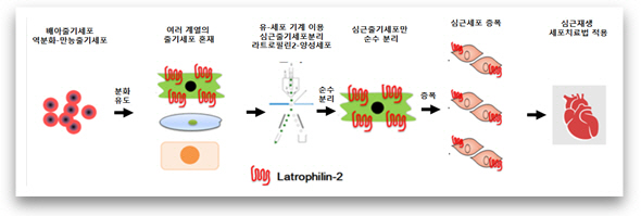 손상된 심장근육 재생하는 세포-유전자 치료 가시화