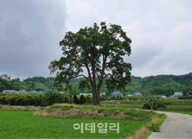 ‘포천 초과리 오리나무’ 천연기념물 지정 예고