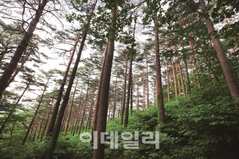 산림청 "보호수 이제 더 체계적으로 관리해요"
