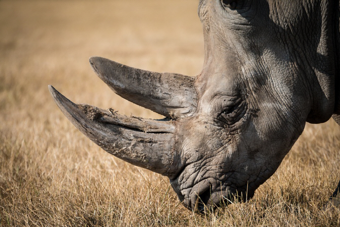 코뿔소 뿔·호랑이 뼈…정력제로 찾다간