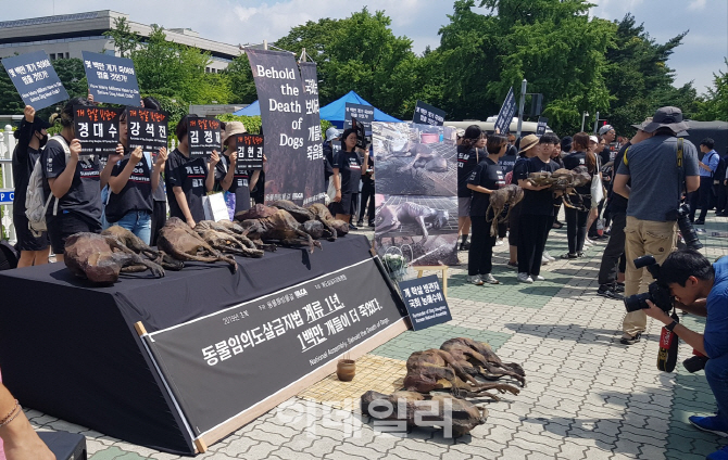 할리우드 배우도 가세한 '개 식용' 반대 운동…"韓, 유일한 개농장 보유국"