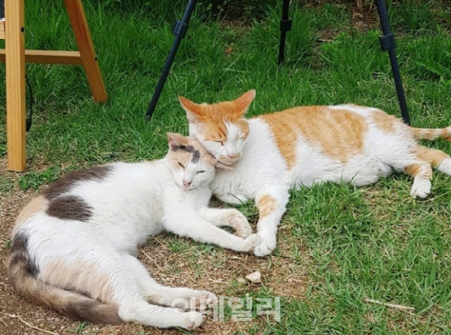 '연트럴파크' 고양이 학대·살해범, 불구속 송치