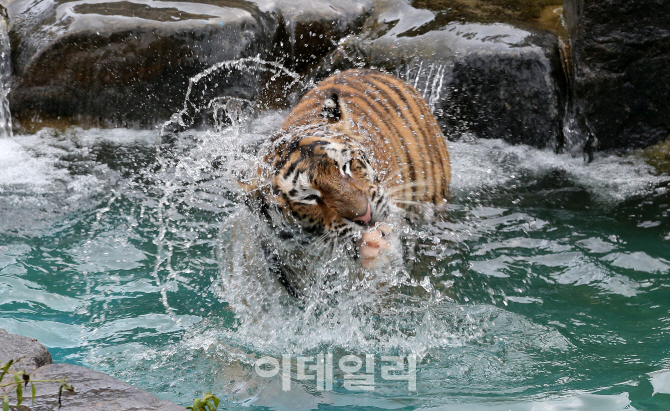 [포토]호랑이 여름나기