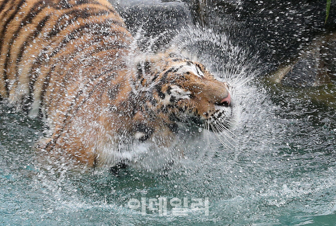 [포토]얼음특식에 물샤워까지, 호랑이의 여름나기