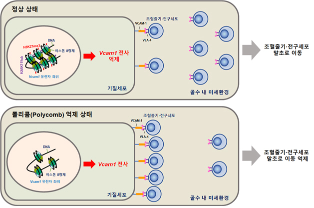 국내 연구진, 조혈줄기세포 이동 관여 단백질 규명