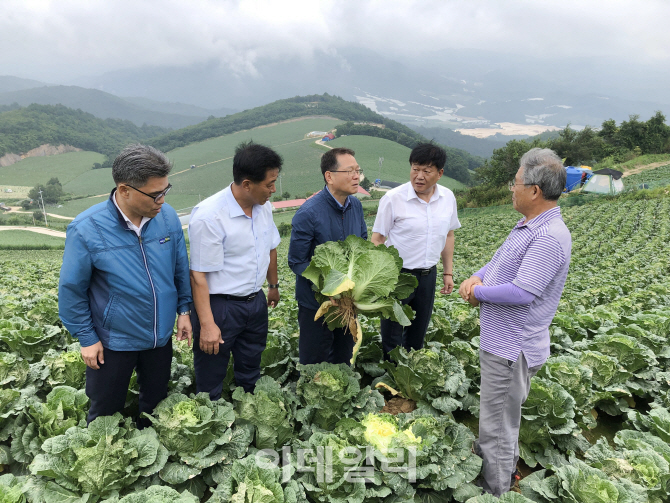  고랭지 무·배추 재배현장 찾은 김원석 농업경제대표