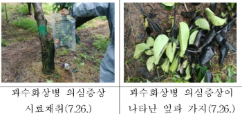 용인 지역 첫 과수화상병 확진…농진청, 대책 추진