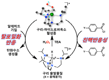 DGIST, 신체 내 반응 효율 높여줄 생체모방물질 합성 성공