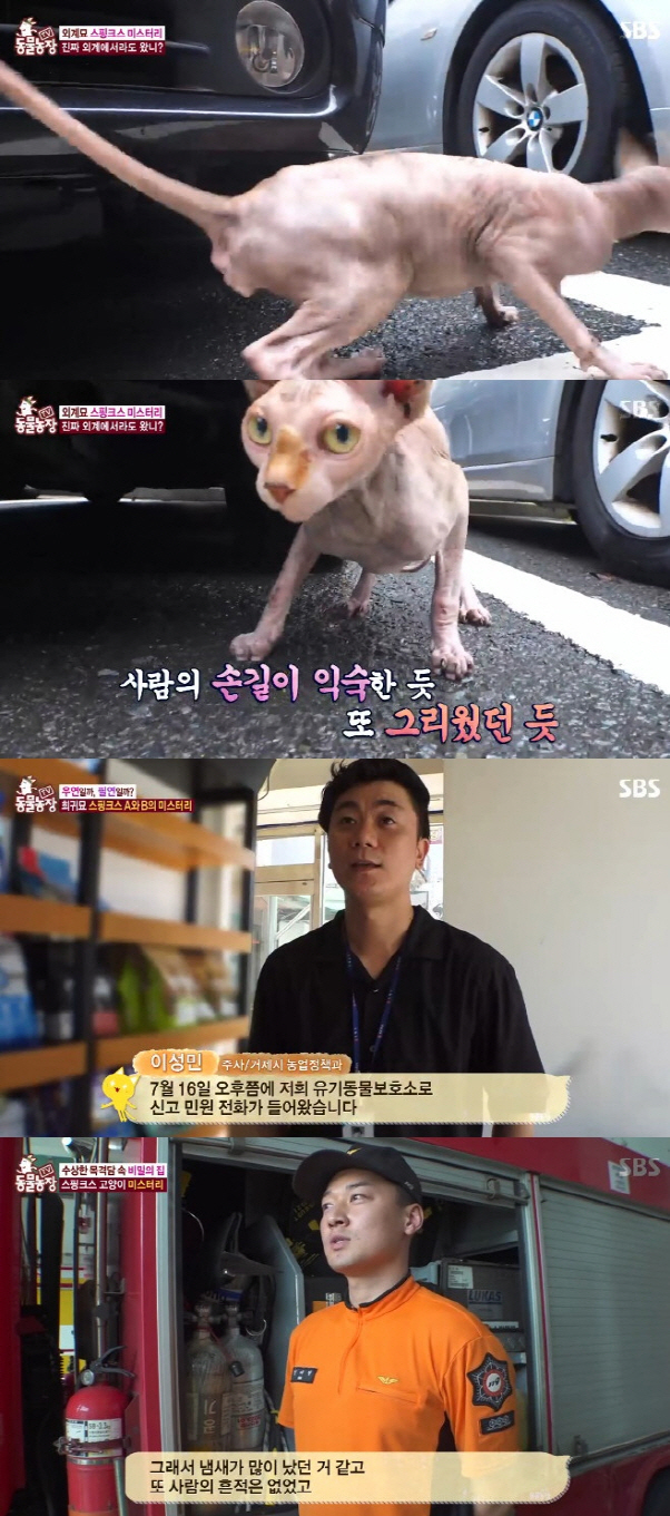 '동물농장' 스핑크스 고양이 가격 높은 이유? '털 없는 희귀종'