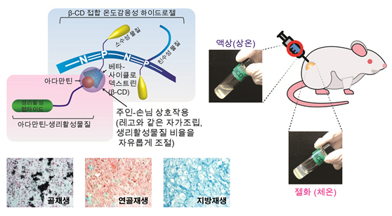 KIST, 원하는 대로 분화시킬 수 있는 줄기세포 주사 기술 개발