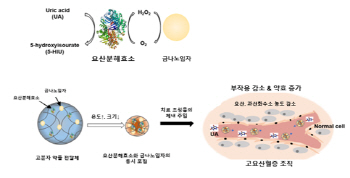 국내연구진, 과산화수소 먹어 치우는 금 나노입자 전달기술 개발