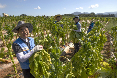 KT&G, 잎담배 수확 봉사 진행…"농가와 상생"