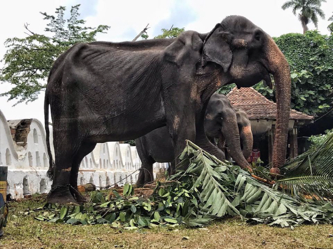 '붓다' 위해 행사 동원된 70살 코끼리… "비쩍 마른 몸으로 퍼레이드"