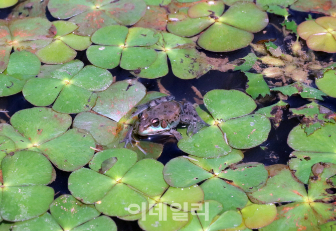 [포토] 국립생태원 수생식물원에 방사된 금개구리