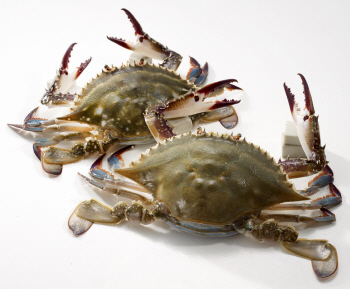 롯데마트, 금어기 끝난 ‘햇 꽃게’ 980원에 선봬