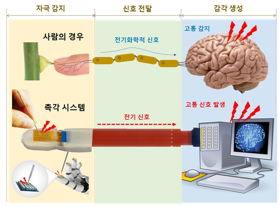 DGIST, 고통 느낄 수 있는 정신감각적 전자 피부기술 개발