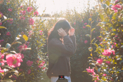 동백꽃필무렵, 딱 가보죠! 제주 `동백꽃축제`