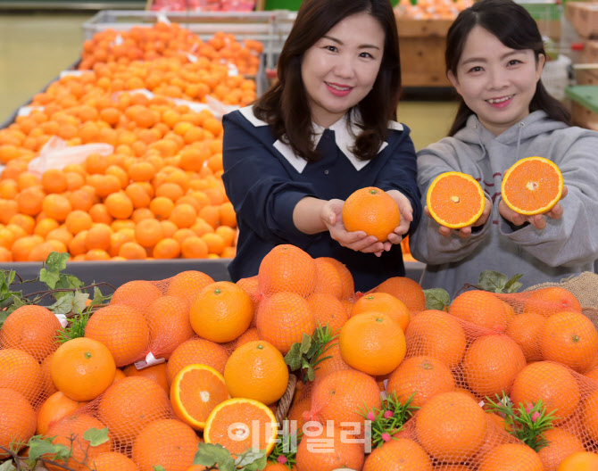 [포토] 청견 오렌지 맛보세요~