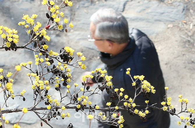 [포토]봄 알리는 산수유