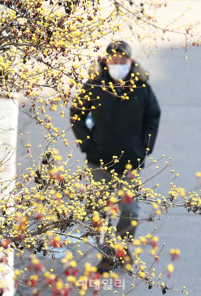 [포토]봄의 전령 산수유