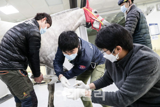 [경마이야기]코로나19로 장기간 휴장…'무관중 경마' 시행 못하는 이유는?