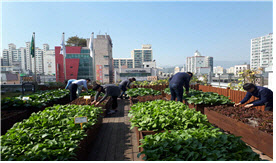 서울 아파트·학교 등 264곳에 도시텃밭…축구장 7배 크기