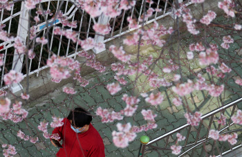 코로나 사태로 봄꽃축제 실종…몰려오는 상춘객은 어쩌나