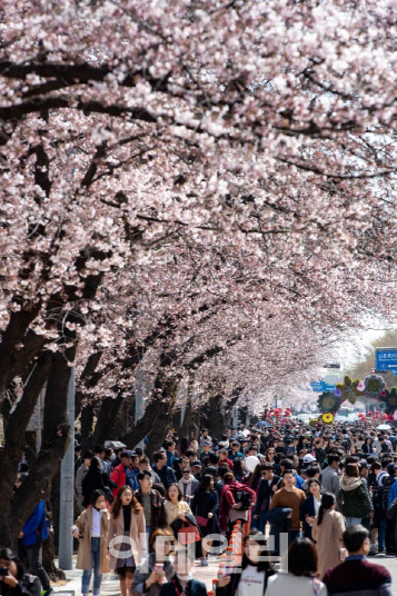대전 벚꽃 명소