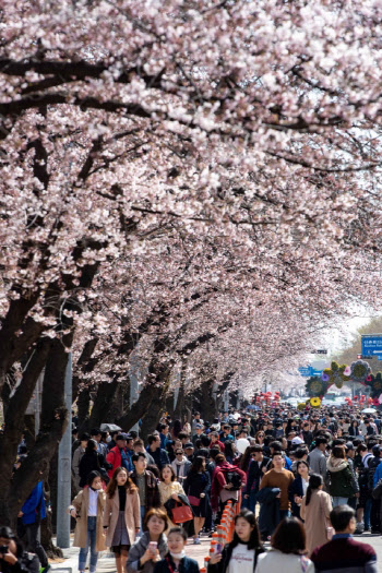 대전의 벚꽃명소 'KAIST', 올해는 캠퍼스 출입 차단