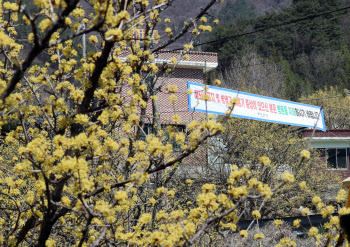 축제 취소에도…꽃 구경 나섰던 부산 60대 남녀 확진