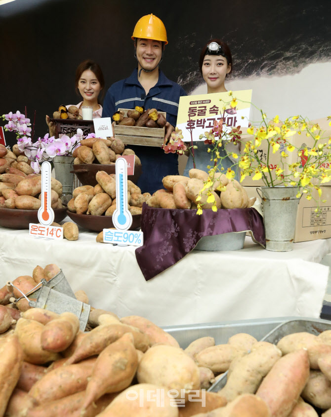 [포토]동굴에서 100일동안 숙성시킨 '호박고구마' 맛보세요!